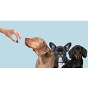 PetScy