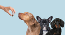 petscy.com logo