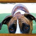 PetSuites