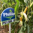Phillips Seed Farms Inc logo