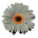 Phloor Ltd logo