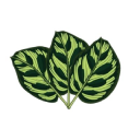 Plantado logo