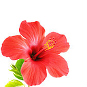 Polestar Gardens Inc logo
