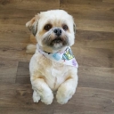 Pooch Grooming Ltd logo