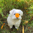 Poppy Barley