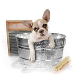 potomacanimalhospital.com