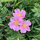Prairie Rose Agricultural Institute for Research Innovation and Edu logo