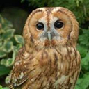 The Raptor Foundation logo