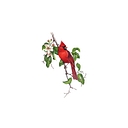 Redcardinalstore logo