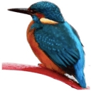 Reedleyboating logo