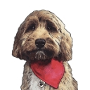 reggiethecockapoo.co.uk icon