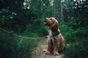 River Trails Animal Hospital logo