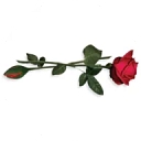 The Rose House Colorado logo