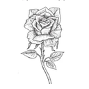 Harkness Roses