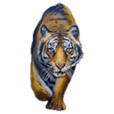 Favicon of Royal Tiger Whisky