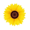 Chef O'neill Enterprises, Inc. logo
