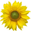 Scleroderma New Zealand Incorporated logo