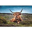 scottish-at-heart.com icon