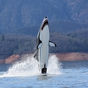 Seabreacher logo