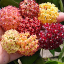 Secret Garden Plant Shop
