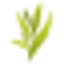 Senior Care Communities Inc logo