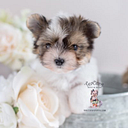 TeaCups, Puppies & Boutique