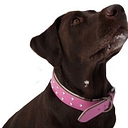 Angel Pet Supplies logo