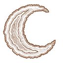 Shop TreeMoon