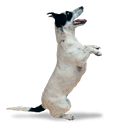 Show Your Soft Side Inc logo