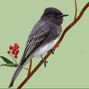 SIERRA FOOTHILLS AUDUBON SOCIETY logo