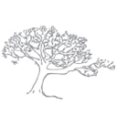 Silver Maple