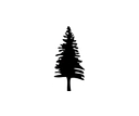 Silver Pine Family Physicians logo