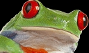 snapfrog.de logo