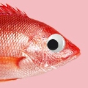 Snapper Films logo