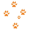 Southern Cross Veterinary Clinic logo