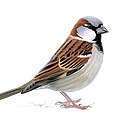 Sparrow Associates logo