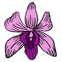 Orchid-Vanilla Pods | Spice-Land Wholesale logo