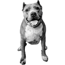 STAND UP FOR PITS FOUNDATION INC logo