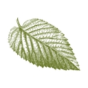Stark Bro's Nurseries & Orchards Co. logo