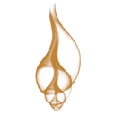 Stichting Kwintes logo