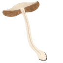 DANIEL E STUNTZ MEMORIAL FOUNDATION logo