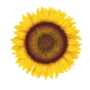 Sunflower Hill (Nonprofit) logo