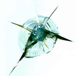 SUPERGLASS WINDSHIELD REPAIR logo