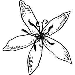 Sweet Bloom Coffee logo