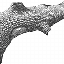 Taddiken Tree Company Inc logo