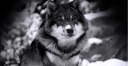 terre-des-loups.fr logo