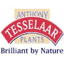Anthony Tesselaar International logo