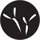 The Blackbird Academy logo