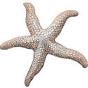 The Coastal Star logo
