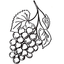 THE MAIN GRAPE